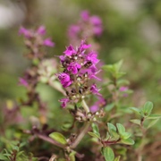 Thymian Thymian