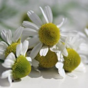 Römische Kamille gefüllt Römische Kamille gefüllt