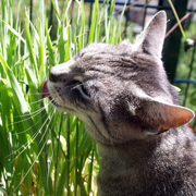 Katzengamander Katzengamander