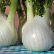 Fenchel Fenchel