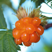 Erdbeer-Himbeere Erdbeer-Himbeere