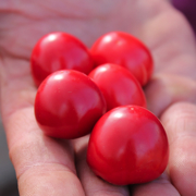 Litchitomaten Litchitomaten