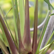 Gräser / Duftgräser Gräser / Duftgräser