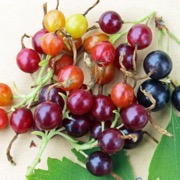 Johannisbeerfreunde Johannisbeerfreunde