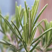 Rosmarin Rosmarin