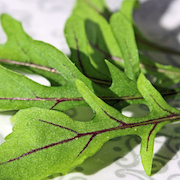 Rucola und Rauke Rucola und Rauke