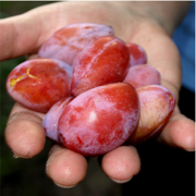 Grüner Weingartenpfirsich Grüner Weingartenpfirsich