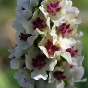 Königskerzen Königskerzen