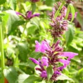 Flamenco-Agastache