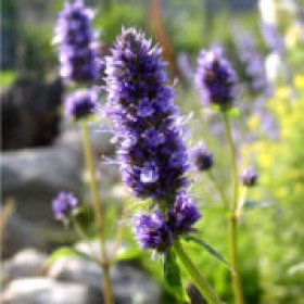 Fr�hlings-Agastache
