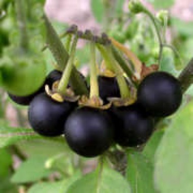 Wonderberry Mrs. B's Nonbitter 