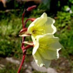 Duftnachtkerze