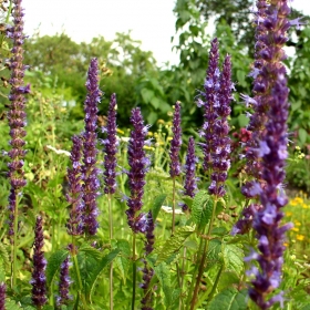 Agastache Dark Night