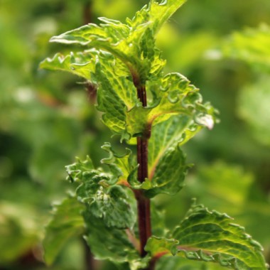 Algerische Fruchtminze