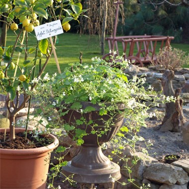 Apfelpelargonie