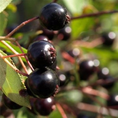 Aronia Hugin
