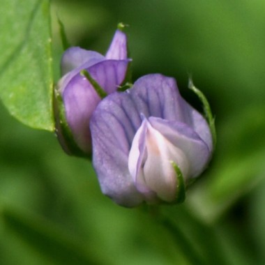 Beluga-Linsen