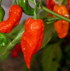 Bhut Jolokia