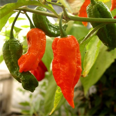 Bhut Jolokia