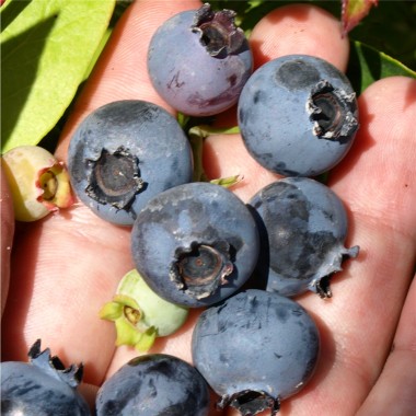 Blaubeere Bluecrop