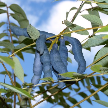 Blauschotenstrauch