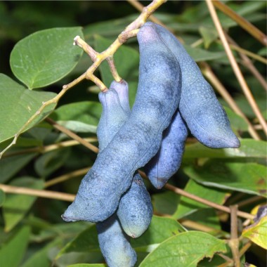 Blauschotenstrauch
