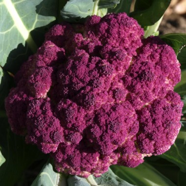 Blumenkohl Violetta di Sicilia