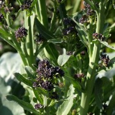 Broccoli Early Purple Sprouting