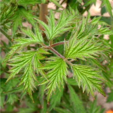 Brombeere Thornless Evergreen  