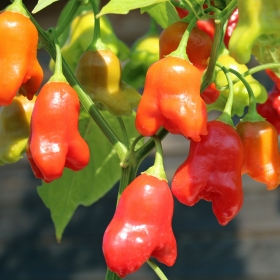 Chili Bishop's Crown