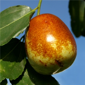 Chinesische Jujube