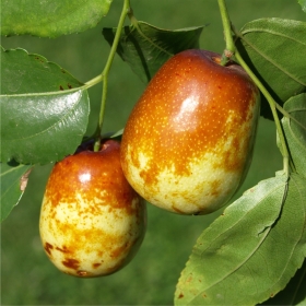 Chinesische Jujube