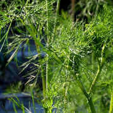Dill Altus