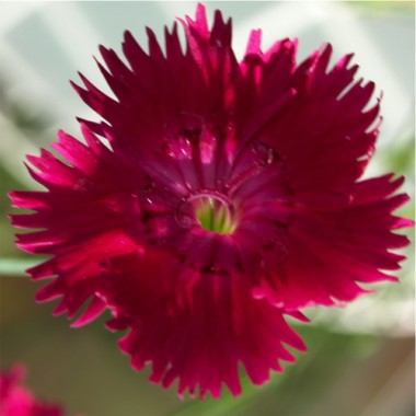 Duftnelke magenta