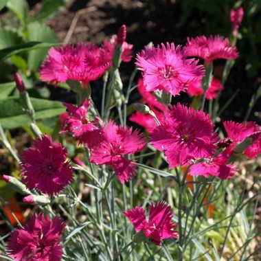Duftnelke magenta
