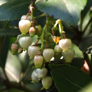 Erdbeerbaum