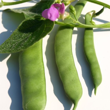 Forellenbohne