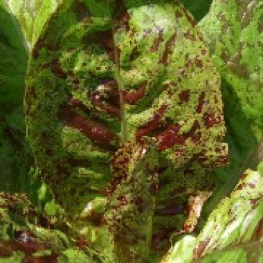 Salat Forellenschluss 