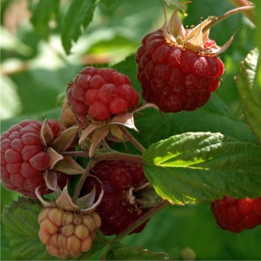 Himbeere Framita