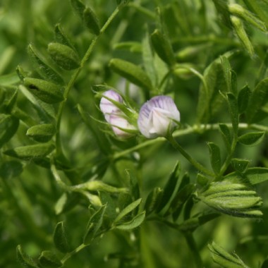 Franz�sische Linse Verte du Puy