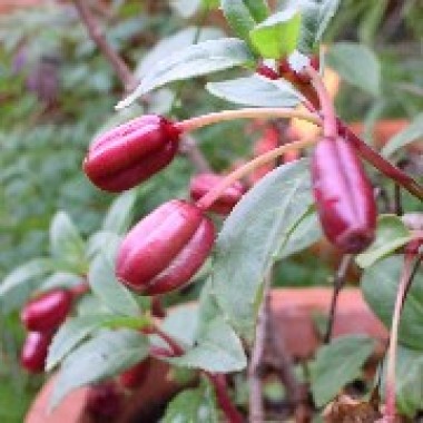 Fuchsie Frau Hilde Rademacher 