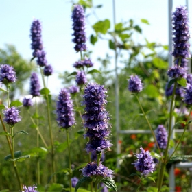 Fr�hlings-Agastache