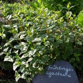 Fr�hlings-Agastache