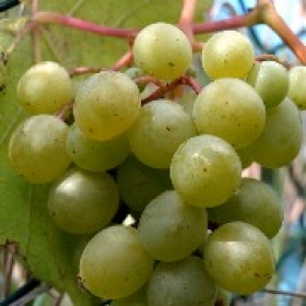 Wein Frumoasa Alba