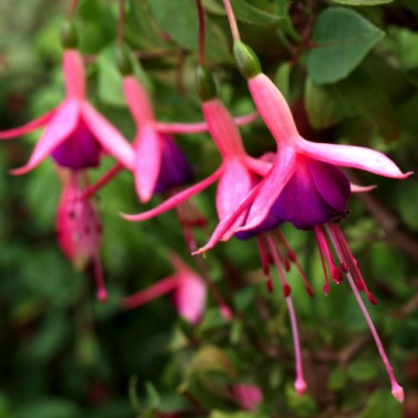 Fuchsie Chillerton Beauty