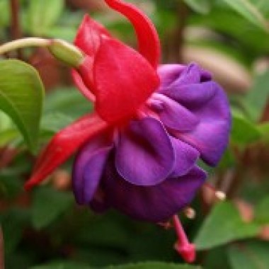 Fuchsie Frau Hilde Rademacher