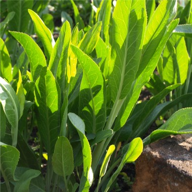 Gartenkresse ausdauernd