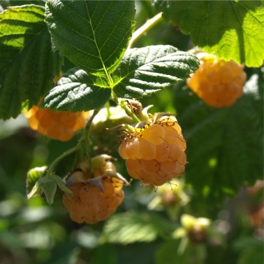 Himbeere Gelbe Antwerpener