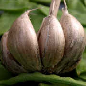 deutscher Porzellanknoblauch