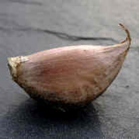 deutscher Porzellanknoblauch